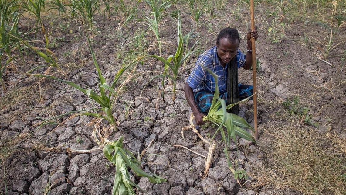 A farmer shows his failed crops and farmland in the Megenta area of Afar, Ethiopia, on Jan. 26, 2016. The farmer said he has lost 100 percent of his crops. Morbid thoughts linger on people’s minds in the area. The crops have failed and farm animals have been dying amid severe drought that has left Ethiopia appealing for international help to feed its people.