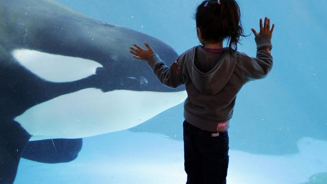 A 6-year-old orca named Amaya (not the one pictured) died unexpectedly at SeaWorld San Diego on Thursday.