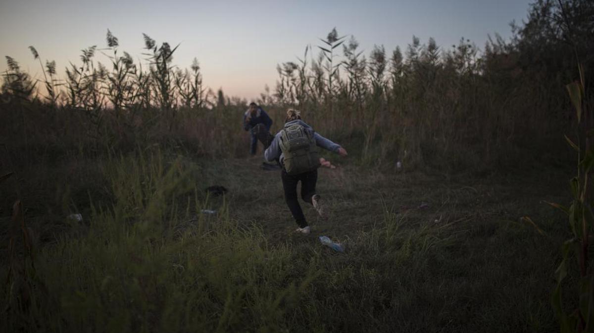 Mohammed al-Haj, in the background, and his friends dashed out of the cornfield in this photo taken on Saturday, Sept. 12, 2015, near the Hungarian village of Roszke. But the police seemed to materialize out of nowhere, shouting, “Stop! Stop!” Then came two police dogs. One of the dogs jumped on Mohammed, knocking him to the ground. “Please! Please!” Mohammed screamed as the dog stood on his chest snarling in his face, the police flashlight in his eyes. They were caught. Mohammed was registered and fingerprinted by the Hungarian police, stayed a chilly, rainy night at a camp set up for the refugees, then was taken to the Austrian border with the last of his colleagues, the others having been freed earlier.