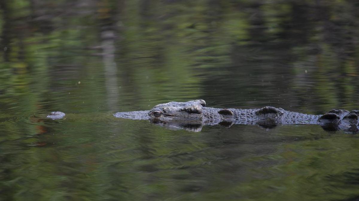 A late-night swim for two women off an Australian beach Sunday turned tragic when a crocodile attacked and dragged one woman away despite her friend’s efforts to save her.