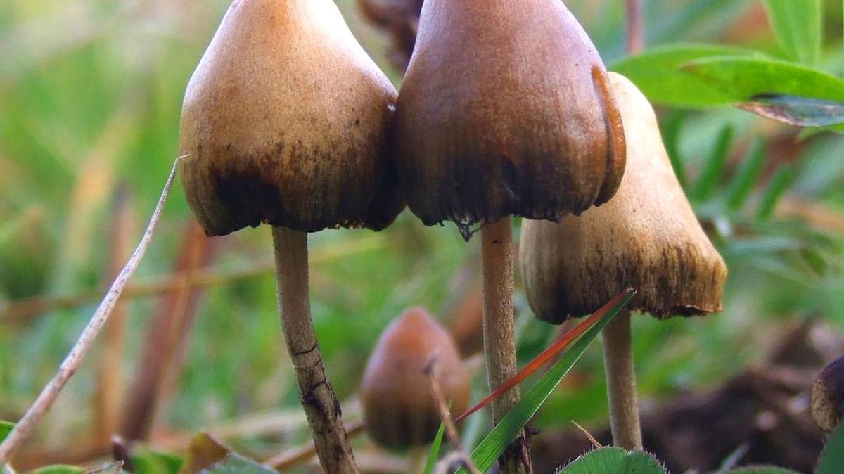 Could magic mushrooms be the answer to depression?