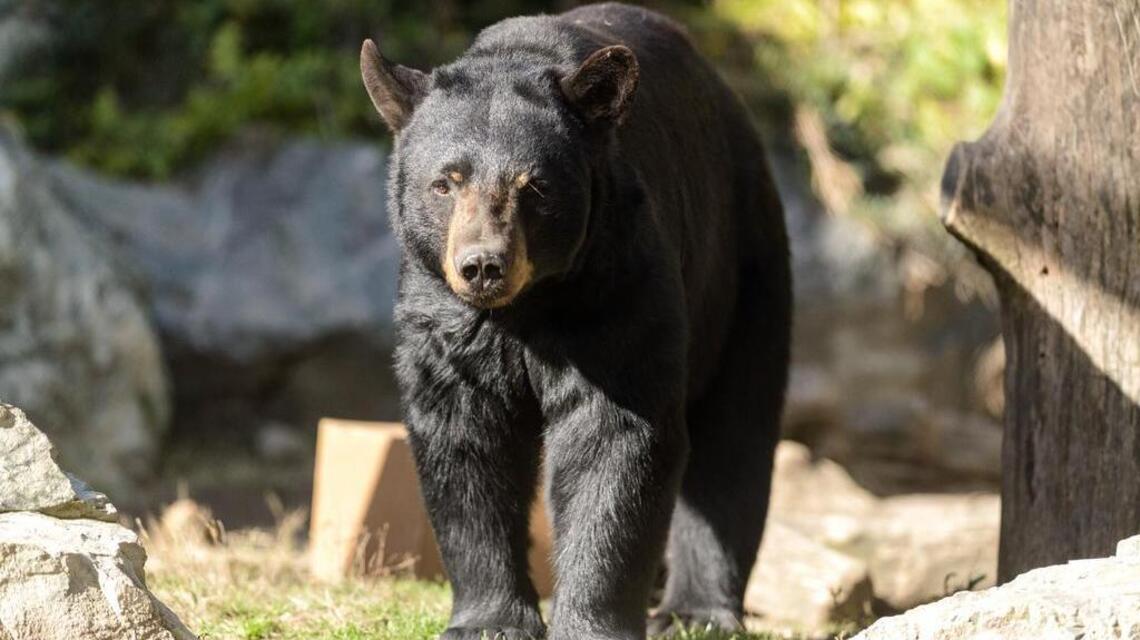 61-year-old man punches 300-pound bear twice and walks away