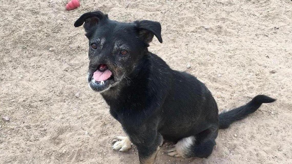 Anubis was sleeping under cars and searching for food, his rescuers said. When he did find something to eat, they said, he had to rest his face on the ground to shovel in the scraps with his tongue.