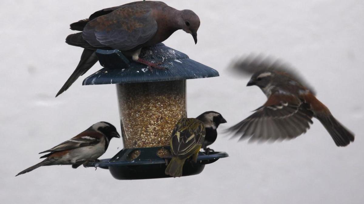 Garden birds fight for a spot at a feeder.