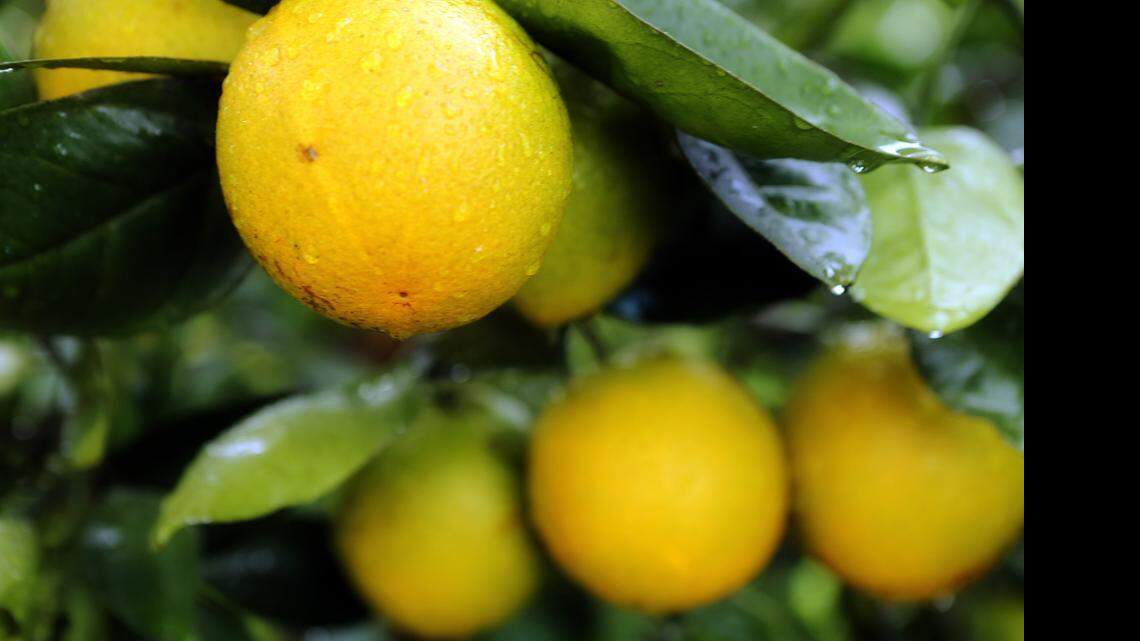 
Valencia oranges grow in a citrus grove using the open hydroponics system at Gardinier Florida Citrus’ Indiantown Grove, January 11, 2013, in Indiantown, Florida. The possibility of lifting trade restrictions with Cuba has Florida farmers concerned about increased agricultural imports to the state.
