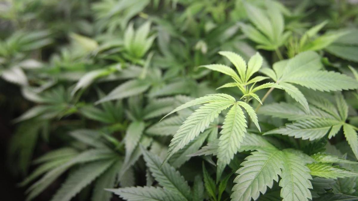 Marijuana plants are for sale at Harborside marijuana dispensary in Oakland, Calif. Attorney General Jeff Sessions is going after legalized marijuana. Sessions is rescinding a policy that had let legalized marijuana flourish without federal intervention across the country. That's according to two people with direct knowledge of the decision.