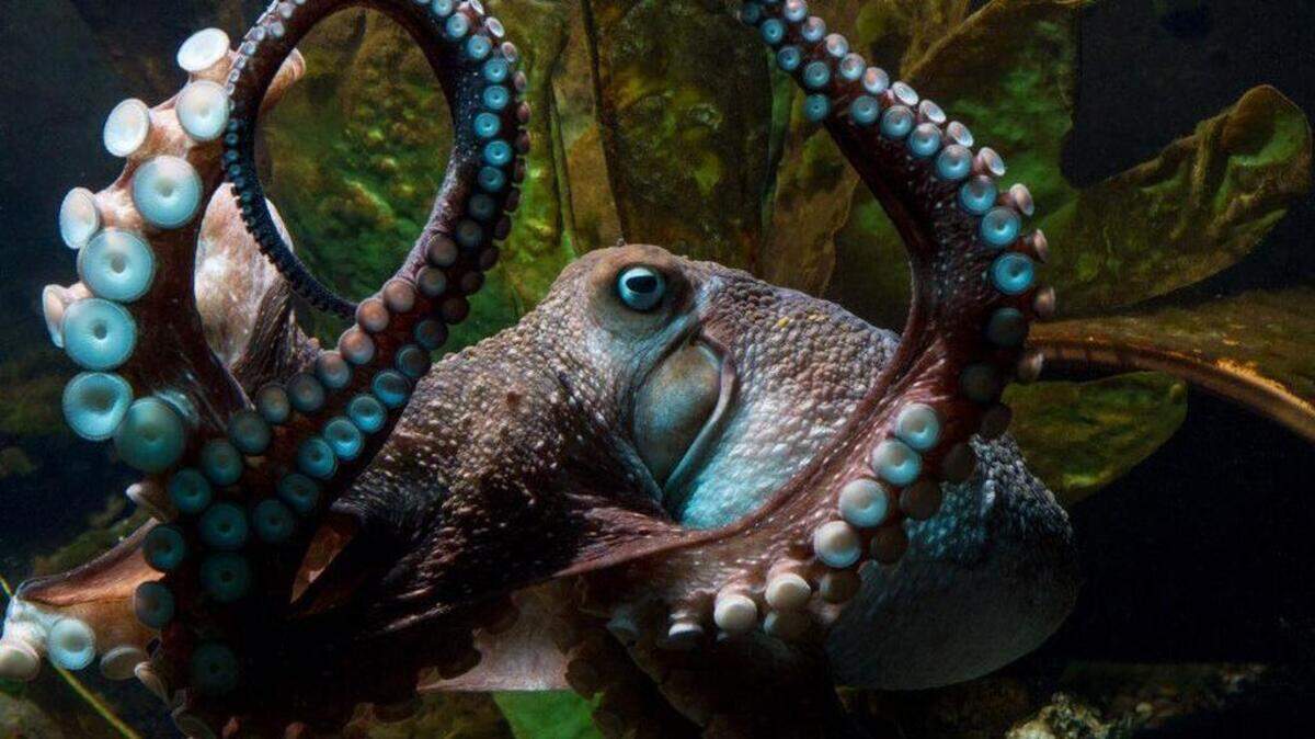 Inky the octopus escaped from New Zealand’s National Aquarium and made his way to the ocean.