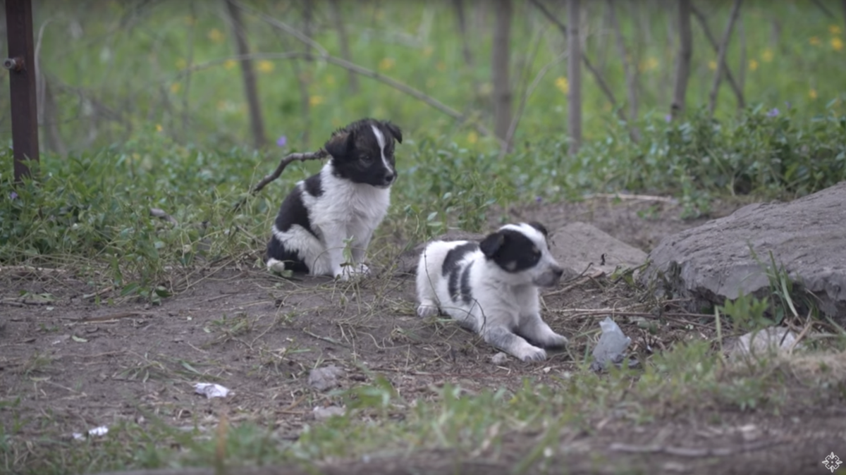 These puppies are cute, but they could also be radioactive.