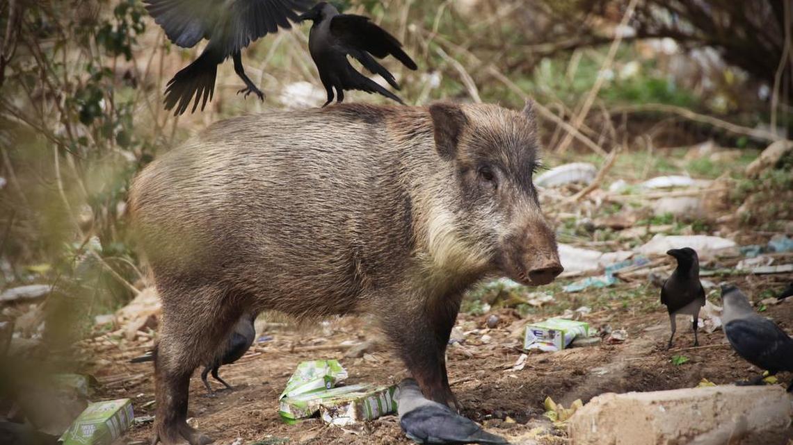 In this Wednesday, Feb. 22, 2012 photo, a wild boar searches for food in the Margallah Hills of Islamabad, Pakistan.