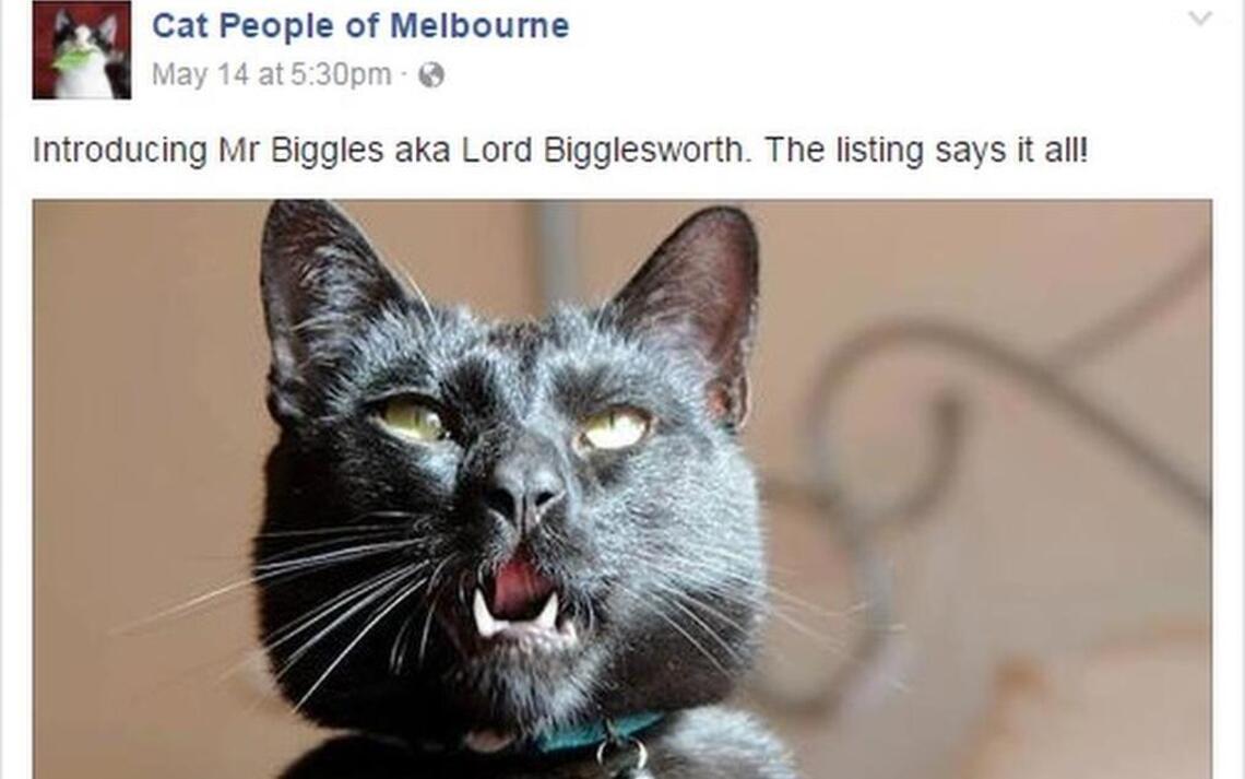 Mr. Biggles is an ‘utter bastard,’ but utter bastards need homes, too