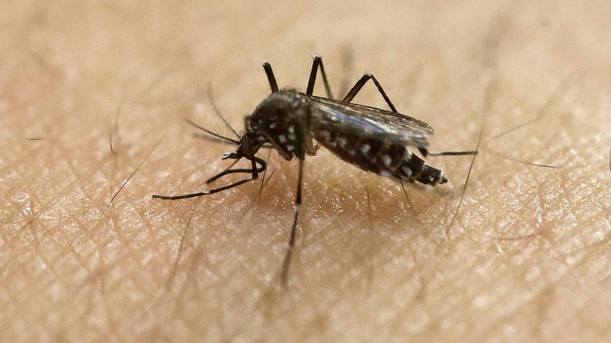 A mosquito tested postive for West Nile Virus in St. Clair County on July 19, the health department reported.