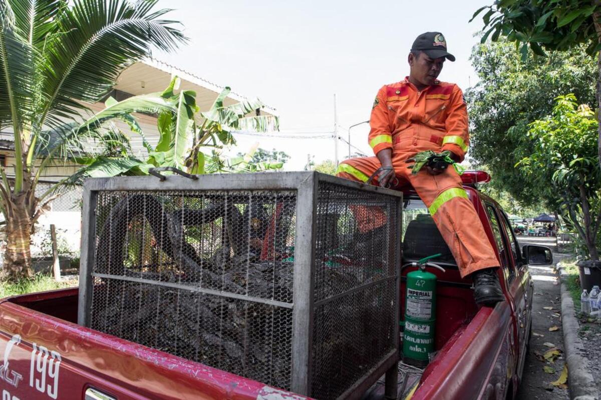 Snakes collected from homes and businesses in Bangkok during the previous week are transferred to a wildlife conservation center on Nov. 23, 2017. As the sprawling city of more than 8.2 million people continues to expand into formerly wild lands, the number of snake encounters is rising.