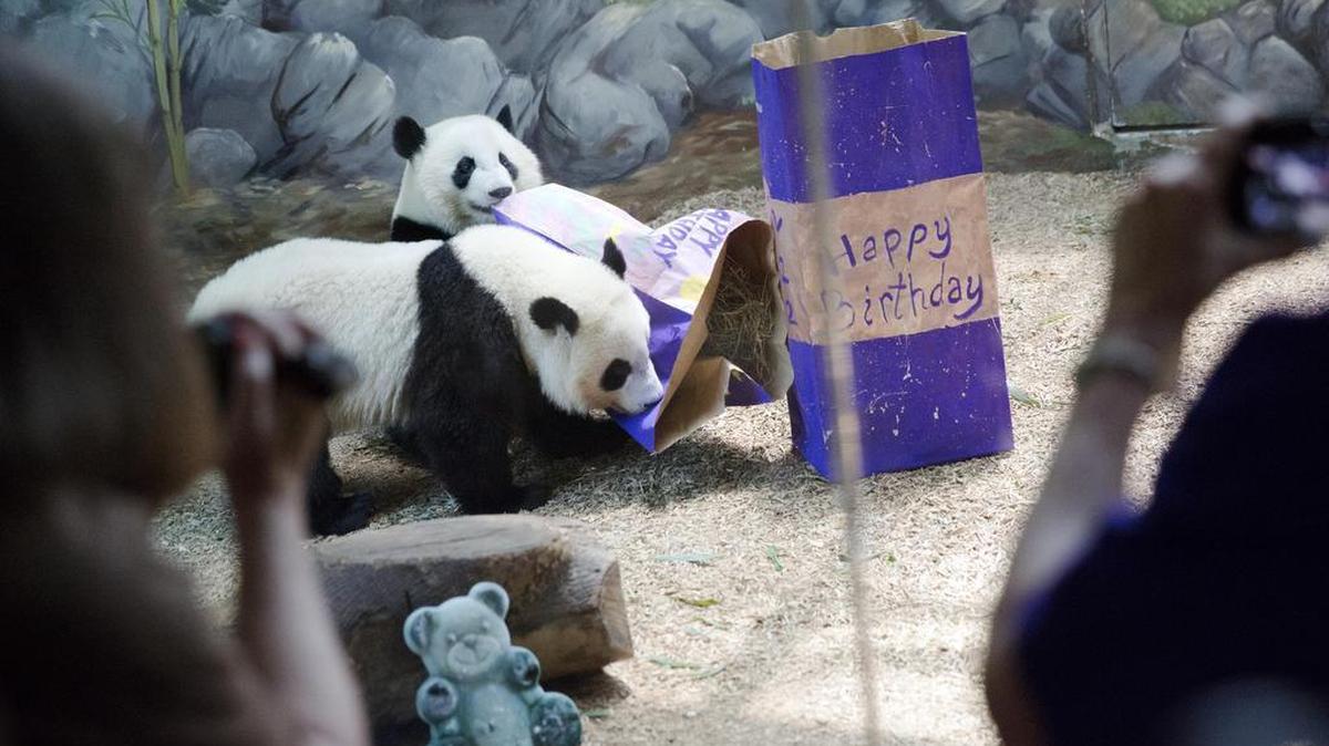 Twin giant panda sisters Mei Huan, rear, and Mei Lun, play with their presents filled with biscuits as they celebrate their second birthday at Zoo Atlanta, Wednesday, July 15, 2015, in Atlanta. The sisters are the only surviving pair of giant panda twins ever born in the U.S.
