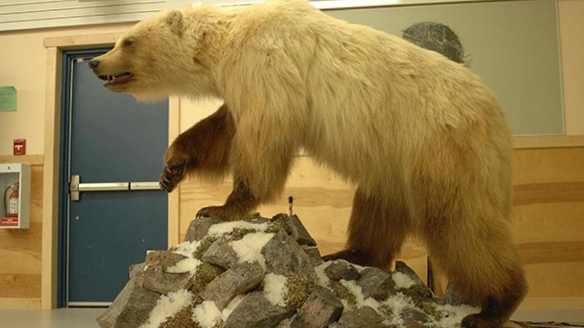 This bear, which was three-fourths grizzly and one-fourth polar bear, can be seen at the Ulukhaktok Community Hall in Ulukhaktok, in Canada's Northwest Territories.