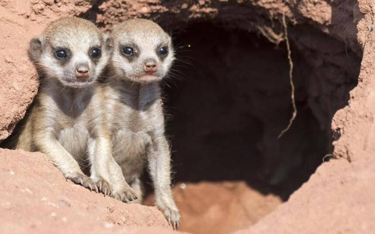 Meerkats.