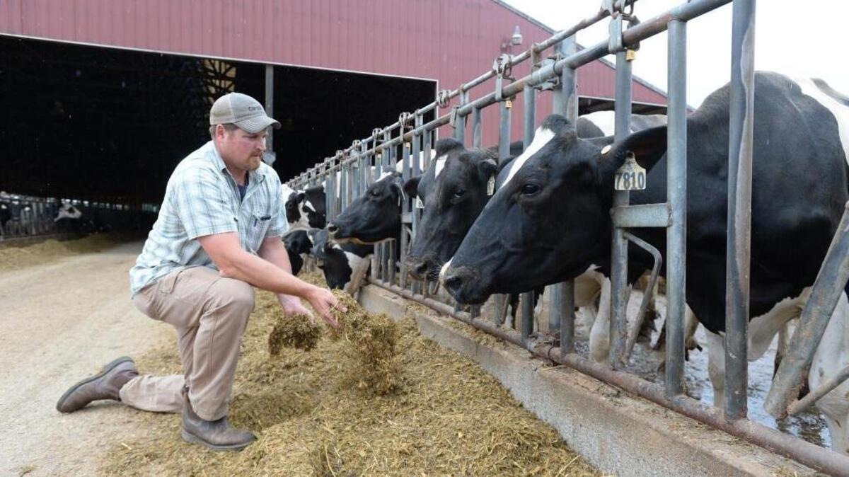 Jon DeJong feeds cattle on Eaglemill Farms, his family's 1,300-head dairy farm east of Lynden, Wash.
