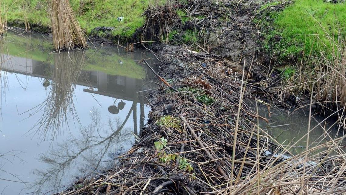 Wooden dams and gnawed trees on Monday, Jan. 4, 2016, along Black Rascal Creek in Merced County, an area targeted for flood control studies.