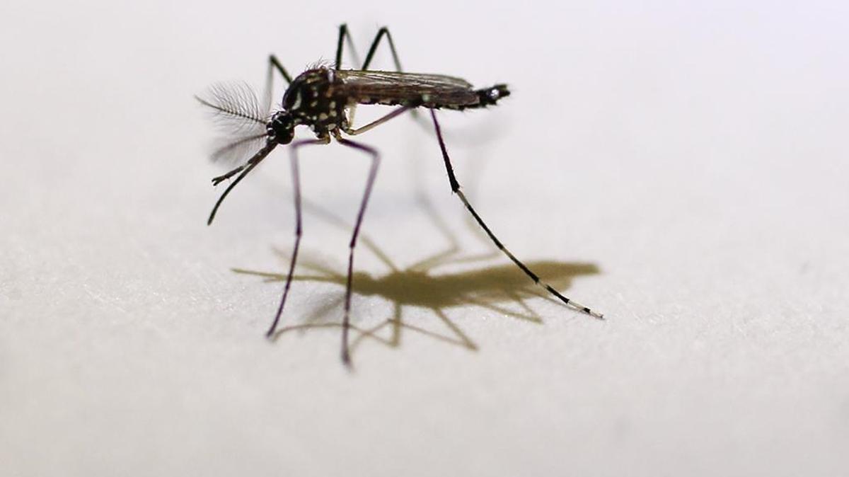 An Aedes aegypti mosquito in the lab at Pinellas County Mosquito Control in Clearwater, Fla., Aug. 23, 2016. The laboratory has been studying the Aedes aegypti that can carry the virus from locally caught specimens.