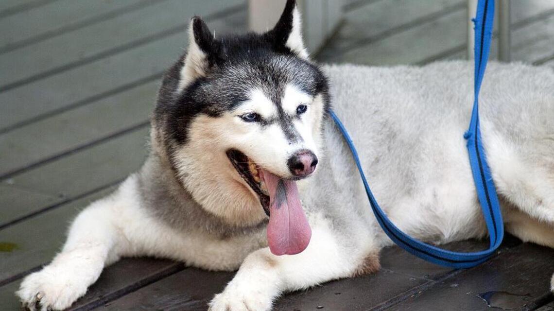 A brewery is offering paid parental leave for its employees when they get a dog