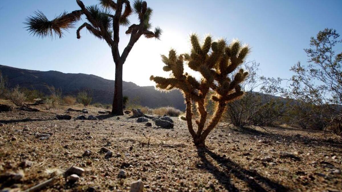 In this Nov. 8, 2010 photo, a seedling Joshua tree, right, grows in the shadow of a mature tree at a site proposed for wind turbines to generate electricity, in the Mojave Desert near the town of Apple Valley, Calif. Fears that whirling wind turbines could slaughter protected golden eagles have halted progress on a key piece of the federal government's push to increase renewable energy on public lands, stalling plans for billions of dollars in wind farm developments.