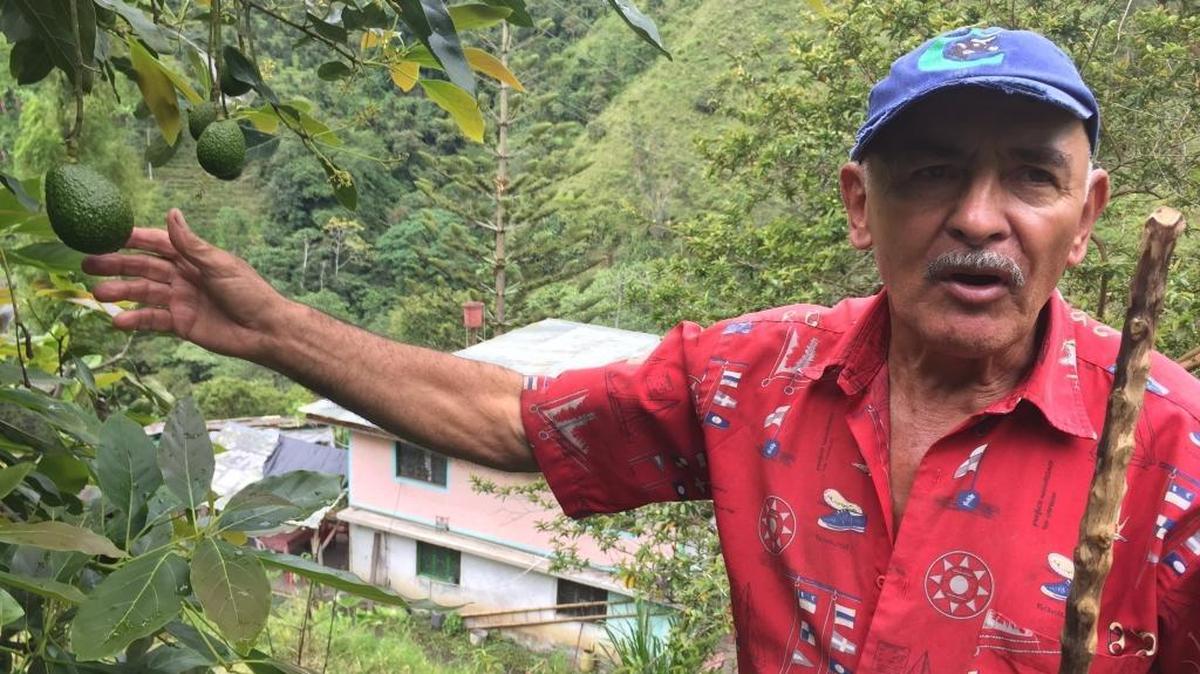 Colombian avocado farmer Herman Bermudez displays some of his best avocados on his 50-acre farm in Cajamarca, Colombia.