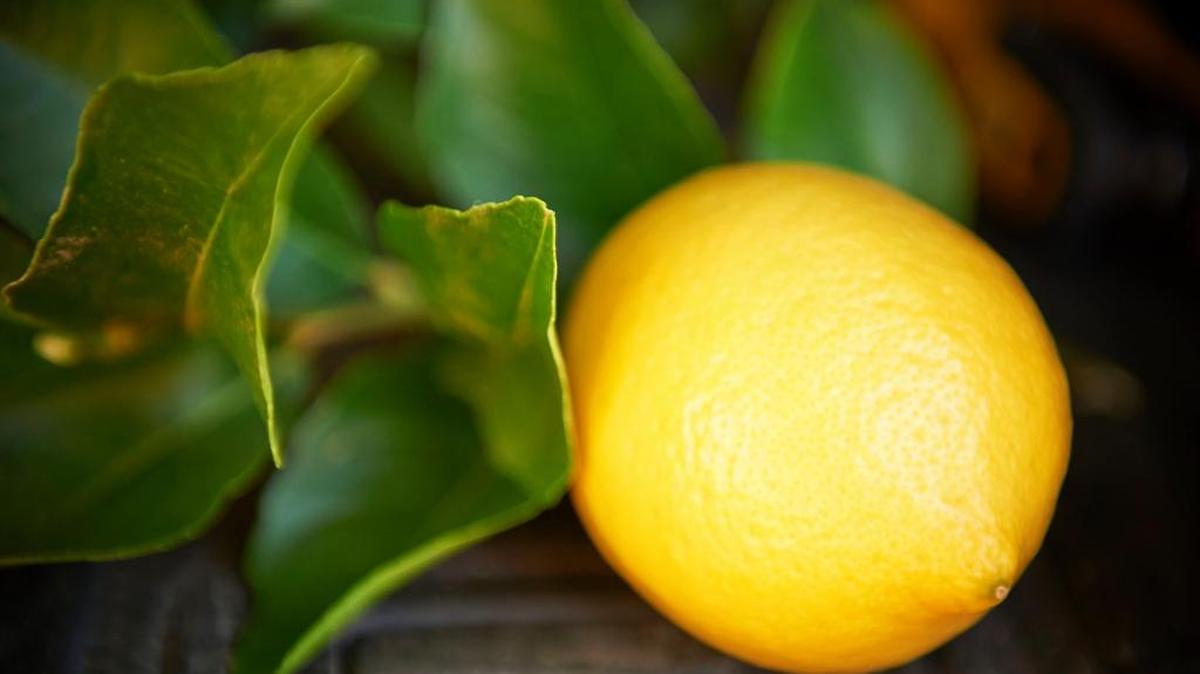 U.S.-grown lemons, like this one, will face competition from Argentina under an Agriculture Department proposal.