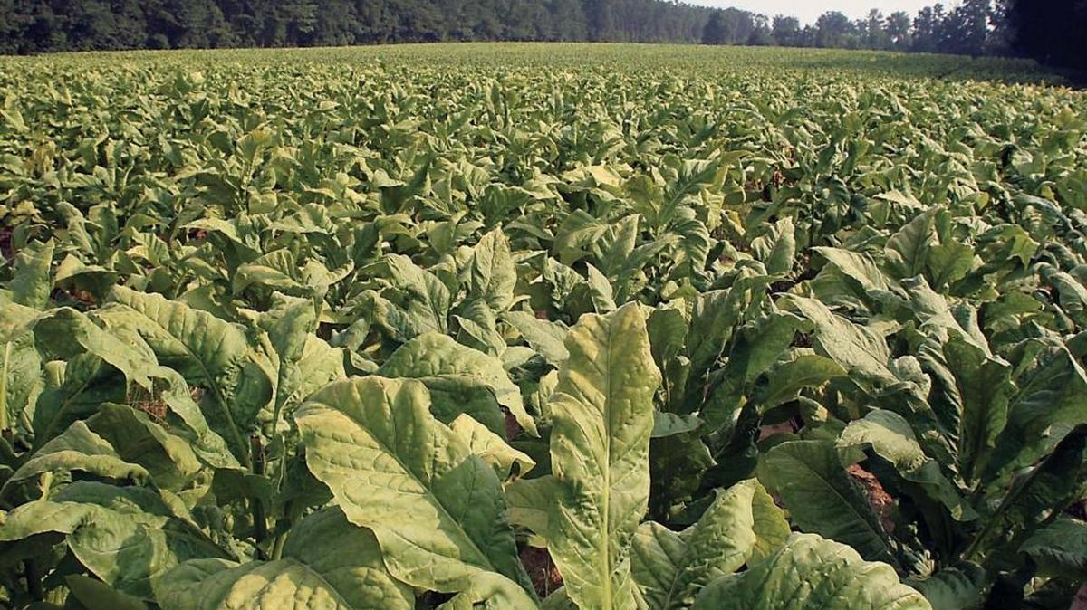 A tobacco field in Wilson, N.C., as seen in a file photo from Aug. 5, 2006. At that time, a Wilson County Agriculture Extension agent said the amount of tobacco being grown was increasing.