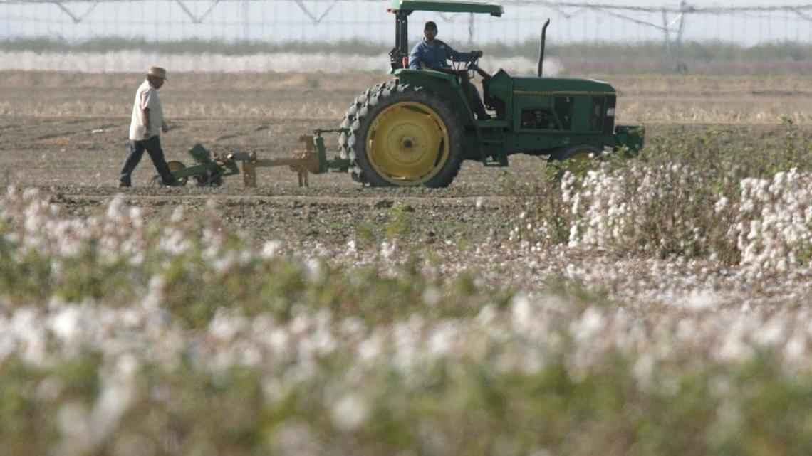 In this 2009 file photo, work goes on next to a cotton field in the Westlands Water District, near Five Points, Calif.