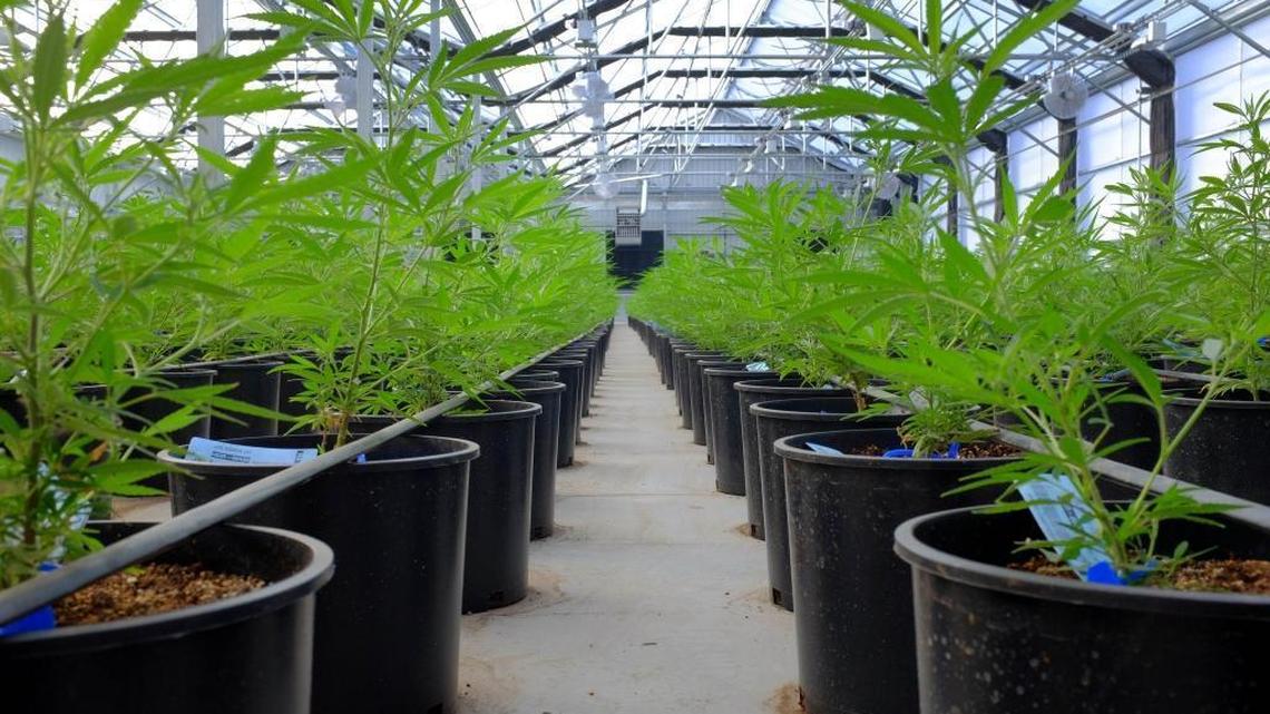 Marijuana plants grow in a greenhouse at the Los Suenos Farms facility in Avondale, Colorado, on Feb. 25, 2016.