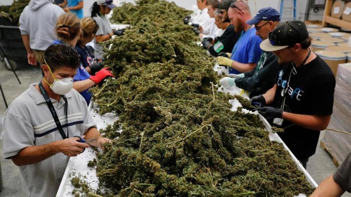 Workers remove stems and leaves from newly harvested marijuana plants at Los Suenos Farms in Avondale, Colo. President-elect Donald Trump's nomination of Republican Sen. Jeff Sessions of Alabama to be the next attorney general has raised fears that the new administration might crack down on marijuana businesses in states such as Colorado, Washington and California, where the sale of cannabis is legal.