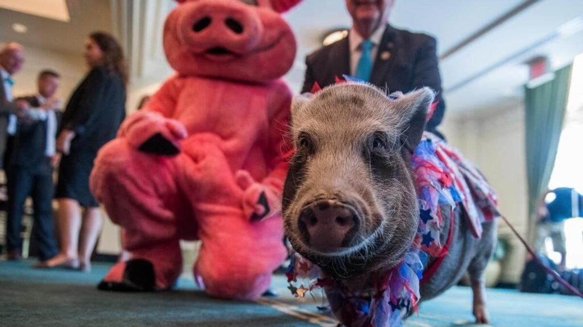 Rep. Bill Flores, R-Texas, poses with Faye, a pot belly pig, after a news conference held by Citizens Against Government Waste to release the 2017 Congressional Pig Book which identifies pork-barrel spending in Congress earlier this month.