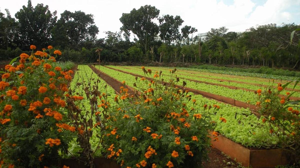 In recent years agricultural specialists and farmers from North Carolina have visited the Organoponico Alamar farm in Havana, Cuba, to study sustainable growing processes.