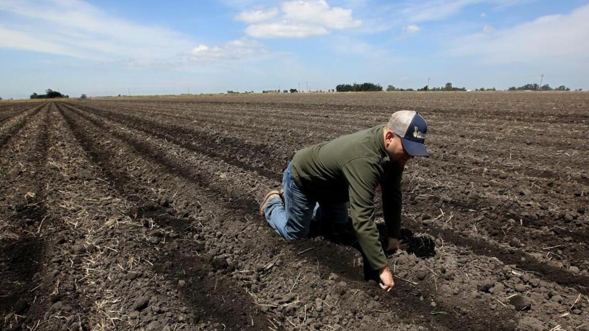 In this photo taken Monday, May 18, 2015, Gino Celli checks the moisture of land just planted with corn seed on land he farms near Stockton, Calif. Celli draws his irrigation water from the Sacramento-San Joaquin River Delta.