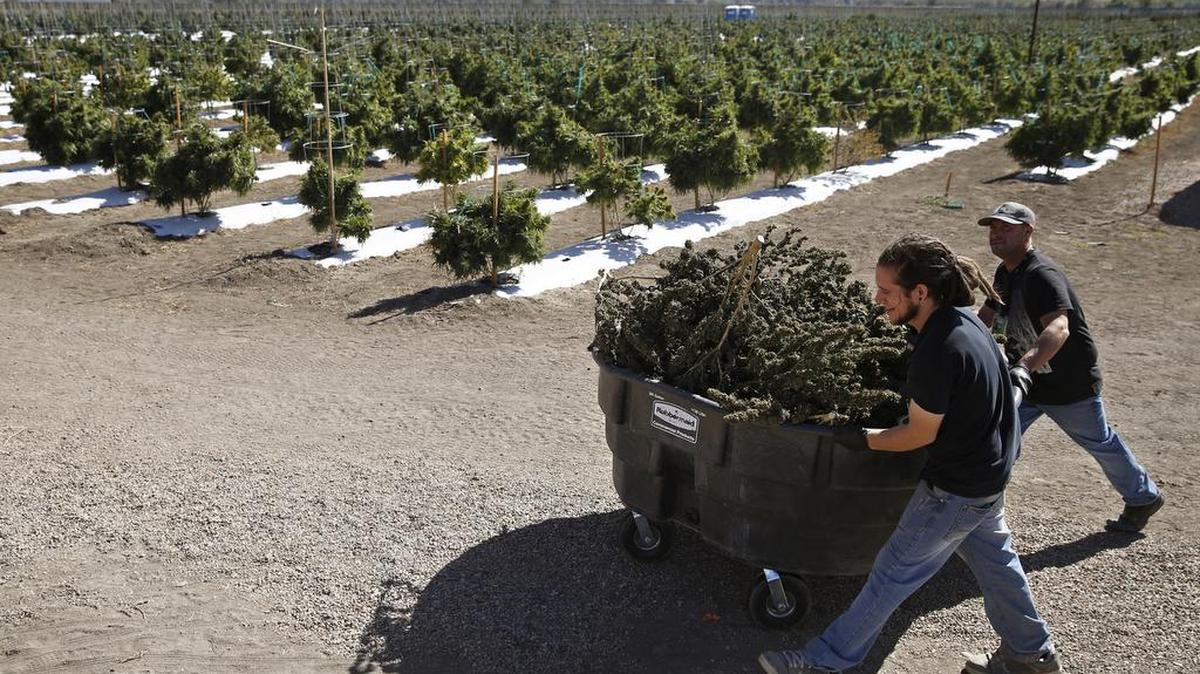 Farmworkers transport newly harvested marijuana plants at Los Sueños Farms, America’s largest legal open air marijuana farm, in Avondale, southern Colorado, Oct. 4, 2016. Denver voters approved Proposition 300 as eight other states legalized marijuana for medical or recreational purposes last week. The Denver vote was so close that it took an entire week for supporters to claim victory and opponents to concede.