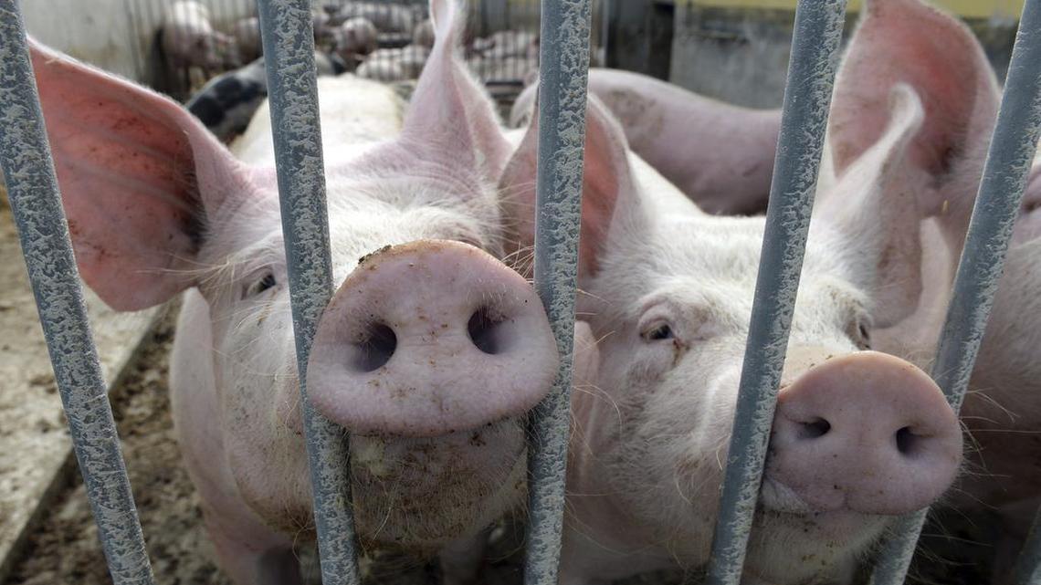 Citizens Against Government Waste, a fiscal watchdog group, will release their annual “Pig Book” Wednesday detailing alleged pork-barrel spending in this year’s federal budget.