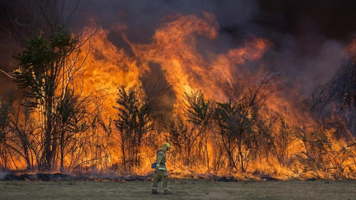 A firefighter walks past a back-burn as flames leap along the American River Parkway near Cal Expo in Sacramento, Calif. Experts say climate change is making fire seasons longer and harsher.