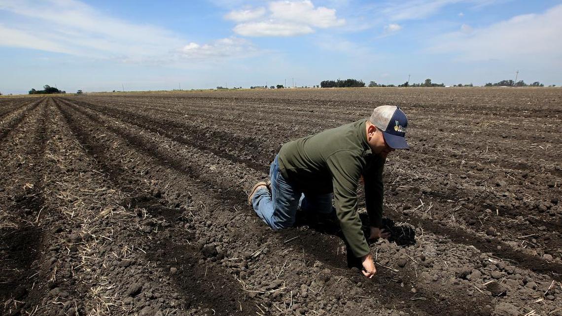 In this photo taken Monday, May 18, 2015, Gino Celli checks the moisture of land just planted with corn seed on land he farms near Stockton, Calif.