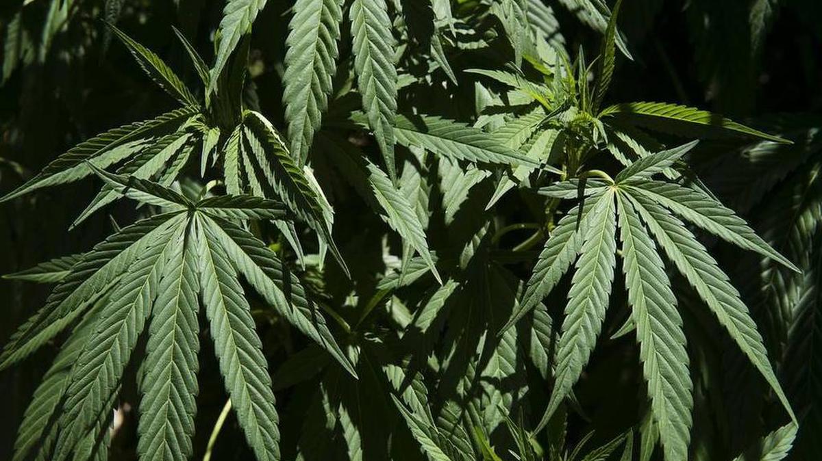 Marijuana plants grow on a hillside near Willow Creek in July 2015 in Humboldt County, Calif.