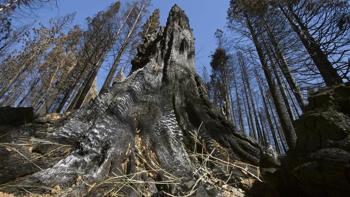 A stump among a forest of burned trees following the King Fire in California’s El Dorado County on Oct. 10, 2014.