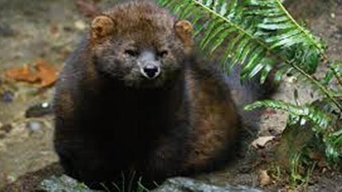 The Pacific fisher, found in the southern Sierra Nevada mountains, would gain federal protections under a new lawsuit.