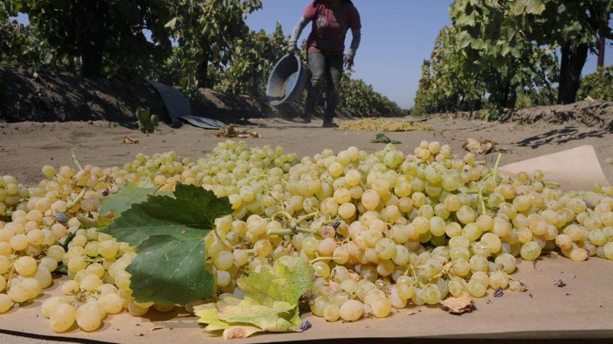 Freshly picked grapes drying near Dinuba, Calif.