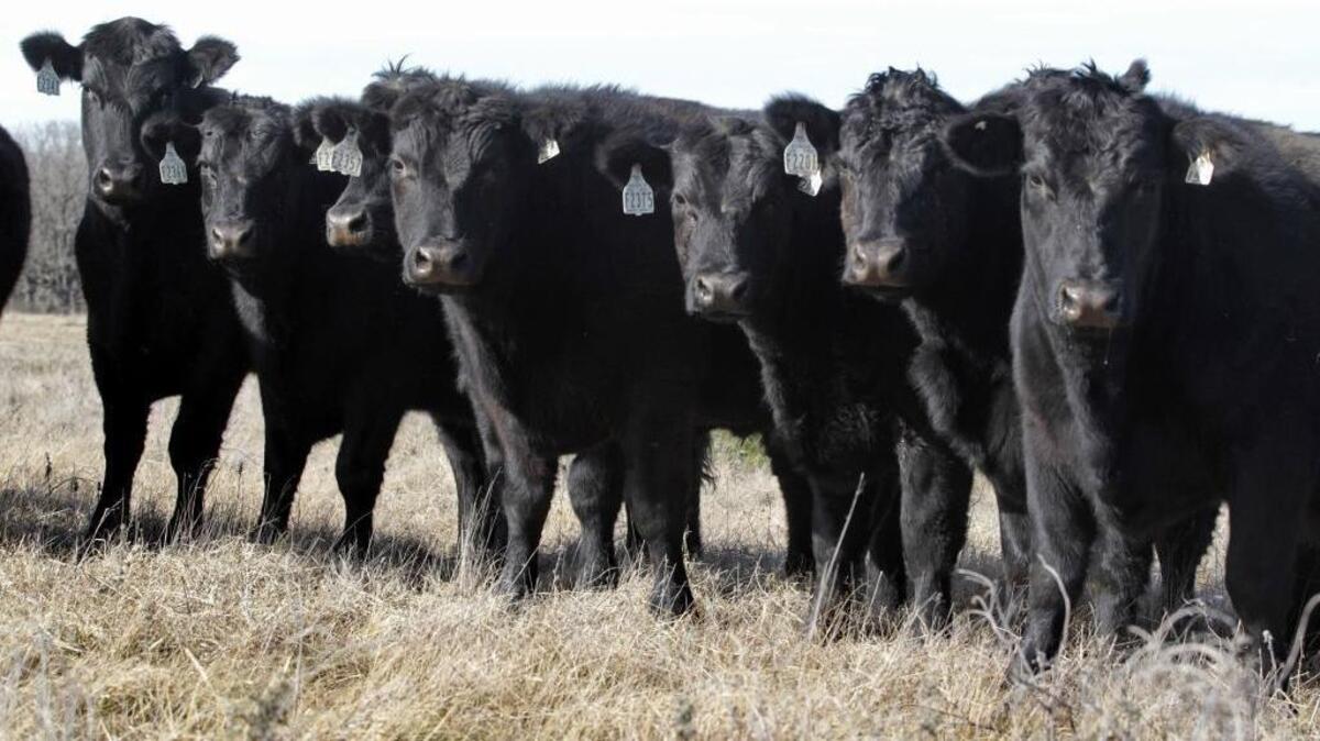 Jon Taggart raises cattle on native range grass on his ranch near Grandview, Texas. Beef is one of Texas’ biggest exports to foreign markets, and it could be affected by Donald Trump’s approach to trade deals.