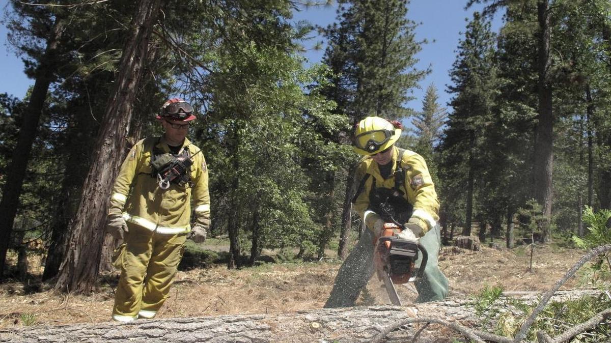 In this June 6, 2016 photo, firefighters with the California Department of Forestry and Fire Protection remove dead trees near Cressman, California.