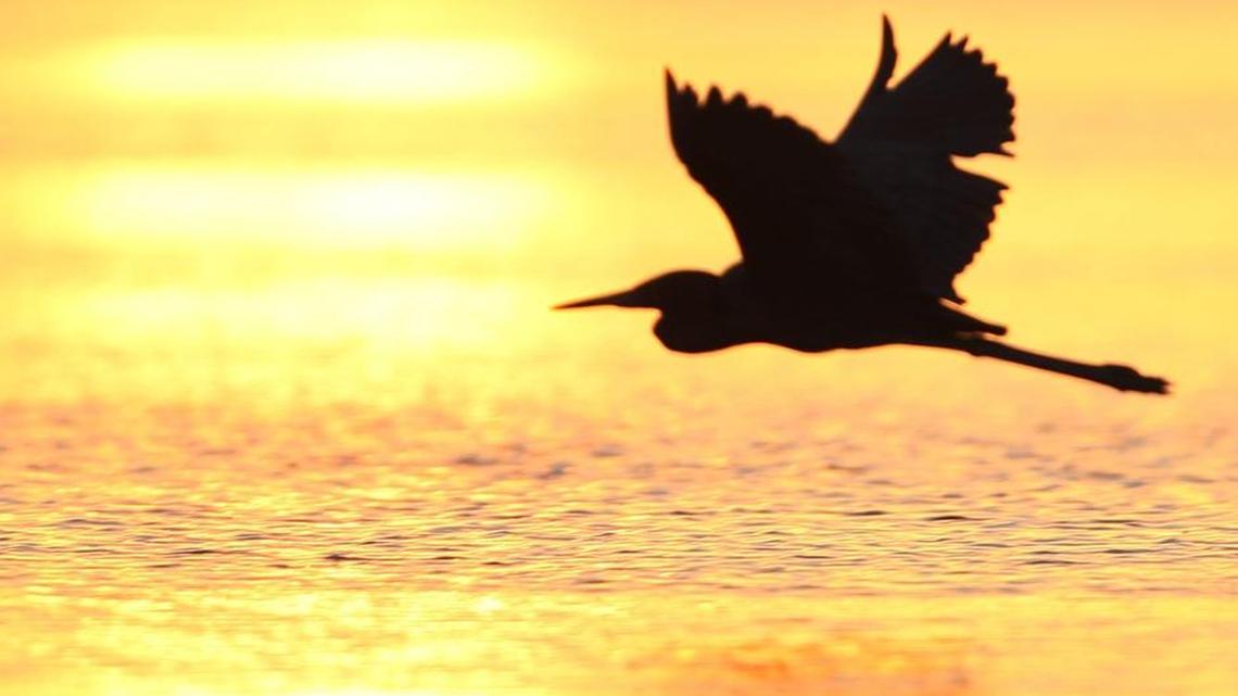 Floridians – like this egret, taking off at sunrise in Everglades National Park – want more sunshine in their lives.