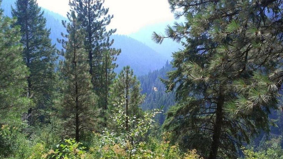 Forest land near Banks.