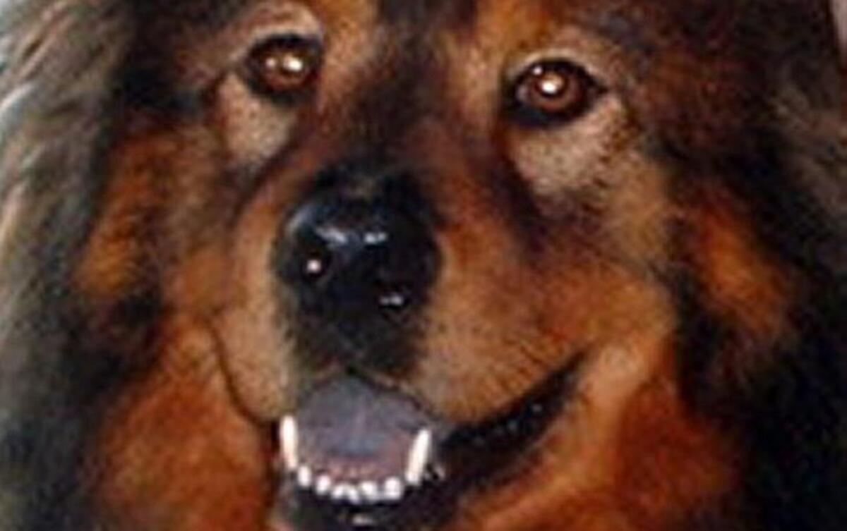 A dog named Typo.