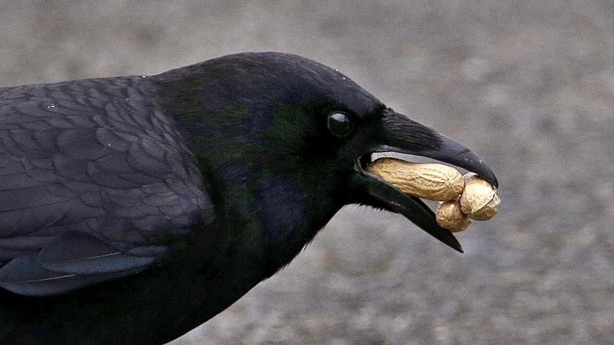 Miami radio host Brendan Tobin lost a baseball bet, and Wednesday night he’ll be eating crow - literally.
