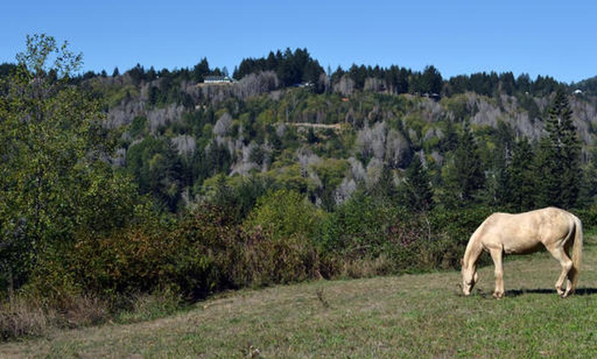 A forest infected with the “sudden oak death” pathogen in Brookings, Oregon, as seen in 2015.