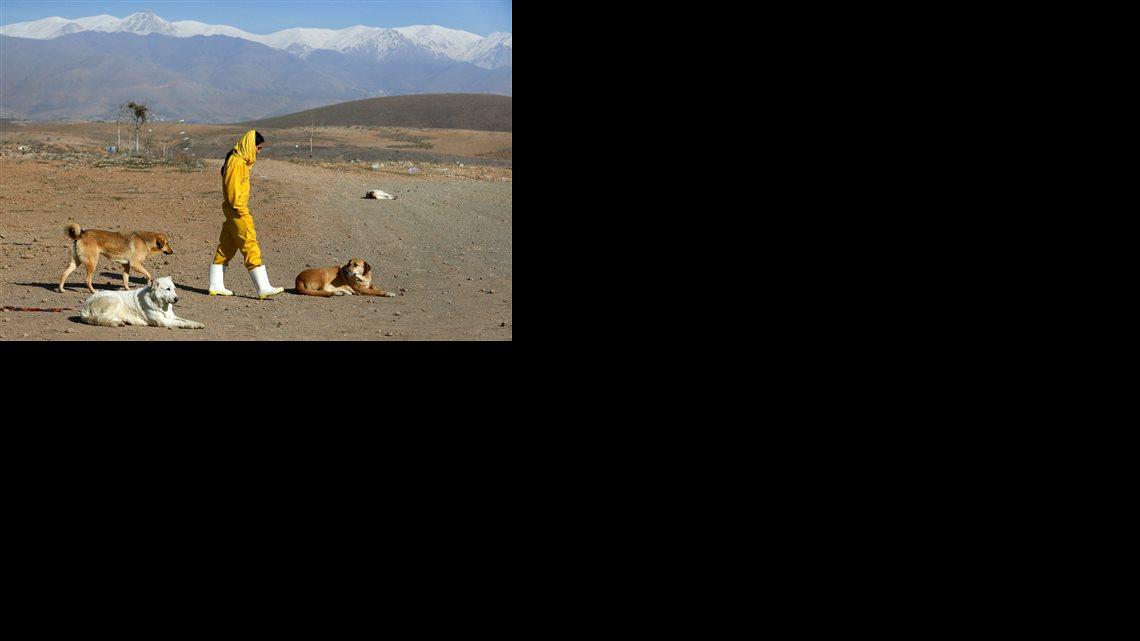 Homa Rashid, una abogada y voluntaria en el refugio animal Vafa animal, en Irán. 