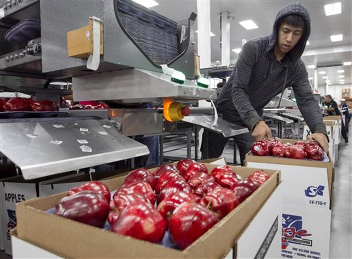 In this 2014 file photo, apples are packed for export in Wapato.